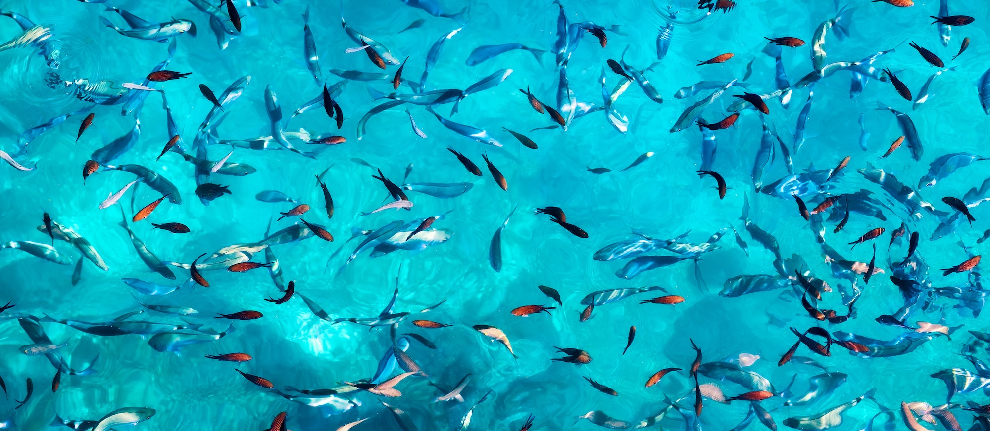 Fishes in the transparent blue water. Natural background with animals